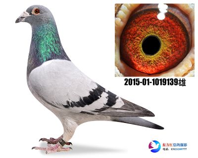 胡本年轻艺术家近亲