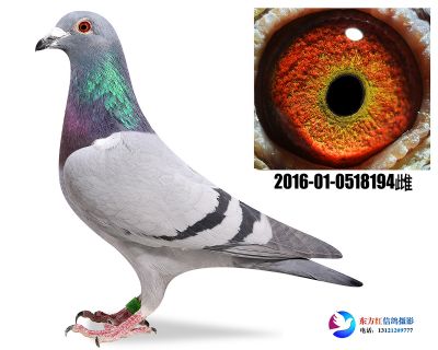 詹森断胸骨近亲