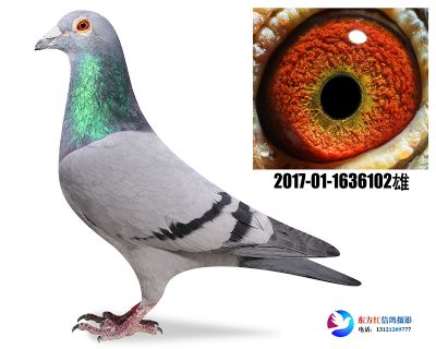胡本 奇比号 平辈鸽王14