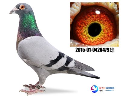 胡本 奇比号进亲 子代前十1羽