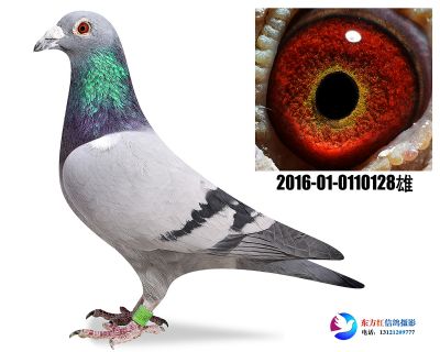 詹森断胸骨近亲