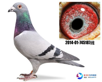 胡本 奇比号 平辈鸽王6