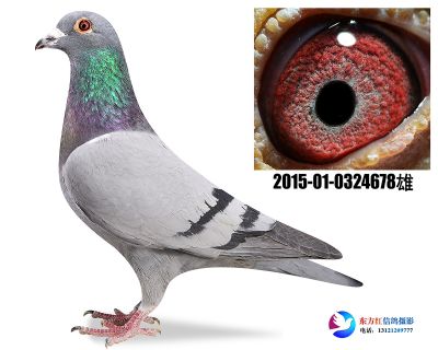 胡本年轻艺术家近亲