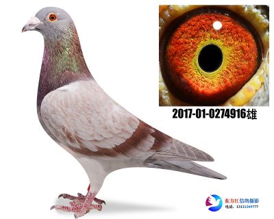 红狐731近亲