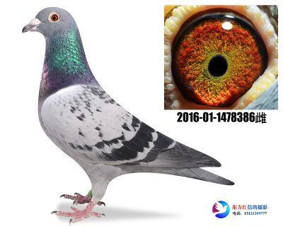 詹森断胸骨近亲