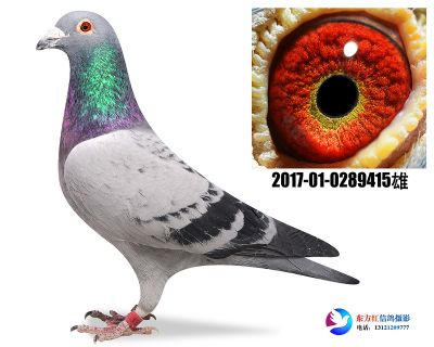 胡本年轻艺术家近亲 平辈四关鸽王4
