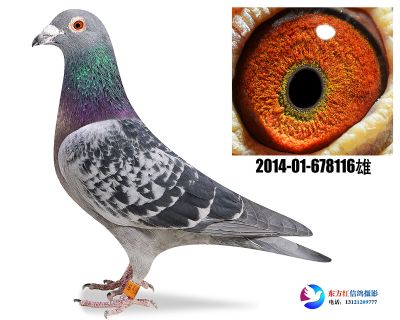 马克罗森斯凯撒大帝近亲