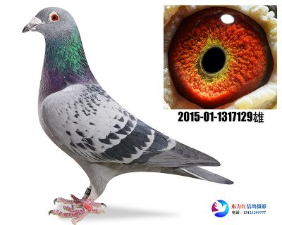 詹森断胸骨近亲