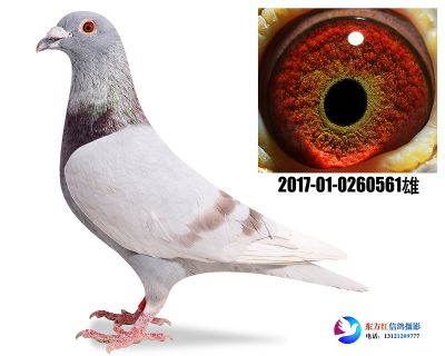 红狐731近亲