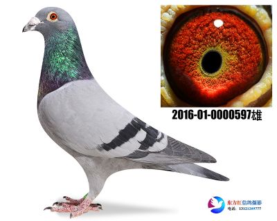 胡本年轻艺术家近亲 平辈四关鸽王4