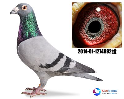 胡本年轻艺术家近亲 平辈四关鸽王4