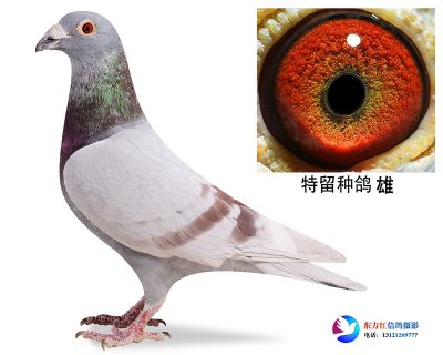 14年红狐731 近亲 做出16.25名