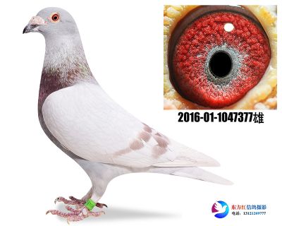 红狐731近亲