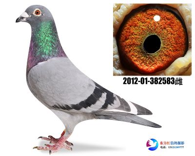 电脑戈马力 近亲 做出卡普17名