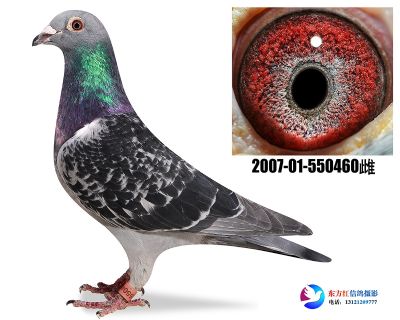 马克罗森斯凯撒大帝近亲 做出18羽成绩鸽