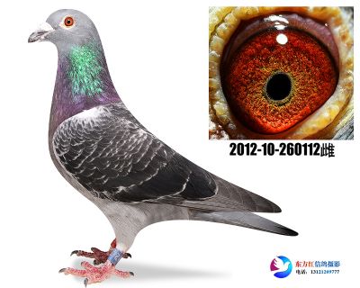 引进江苏三元 特比