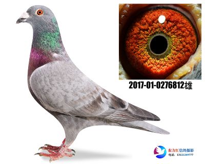 红狐731近亲