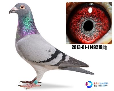 林波尔近亲 做出16名