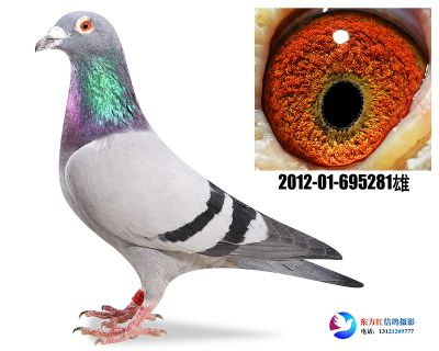 胡本年轻艺术家近亲 做出1羽冠军