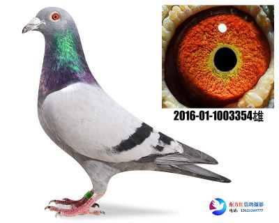 胡本 奇比号 近亲
