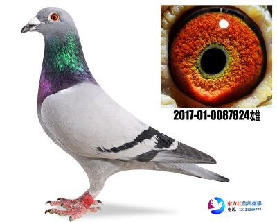 《推荐》胡本金品