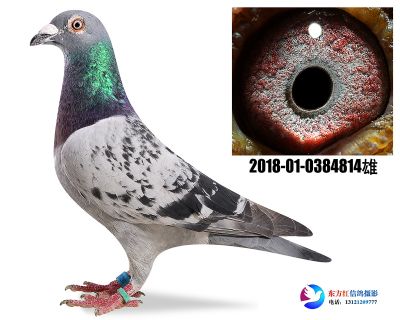詹森断胸骨近亲