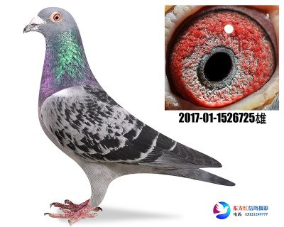 詹森断胸骨近亲