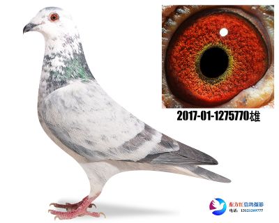 鲁道克拉森近亲