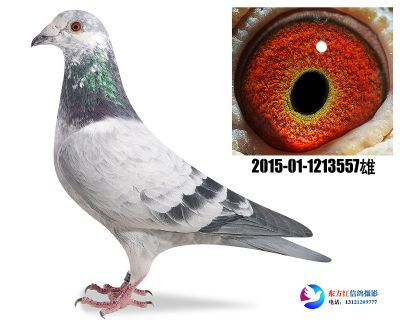 鲁道克拉森近亲 做出8名