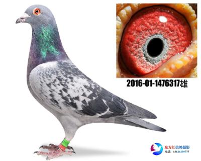 胡本年轻艺术家近亲