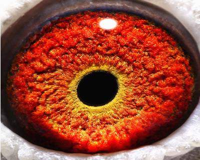 铭人堂鸽业 - 中信网铭鸽展厅 www.ag188.com