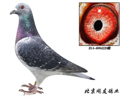 瓦特原舍【波治冠军】直女b14-6084220