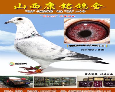 山西康铭鸽舍最新获奖消息