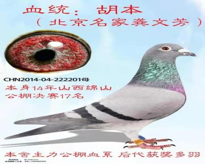 信鸽在线拍卖平台 - 中国信鸽信息网