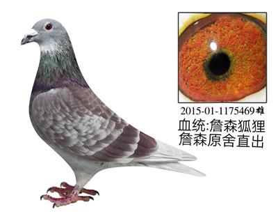 詹森99晚生红狐直孙