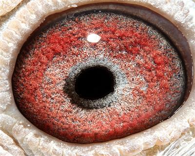 点击查看此商品大图片