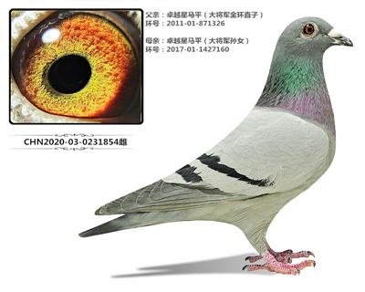 大将军近亲 个体高级 马平卓越星大将军