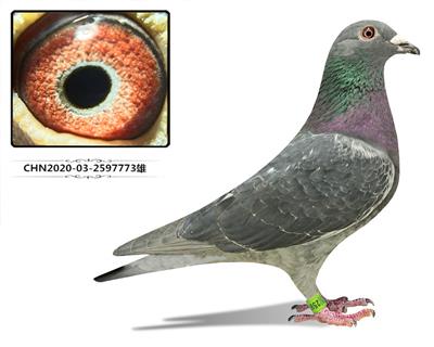 西安阳光家园 欧洲皇冠 小体雄 近亲