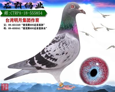 中国鸟牌崔志亮图片