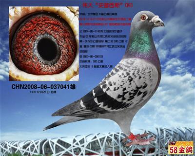 58金鸽 - 中信网铭鸽展厅 www.ag188.com