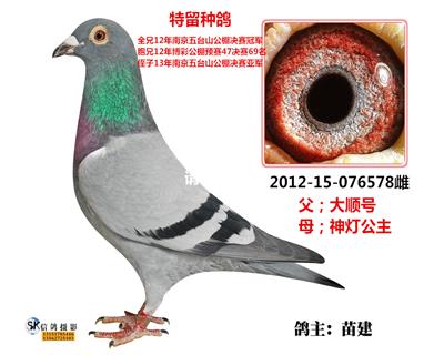 信鸽在线拍卖平台 - 中国信鸽信息网