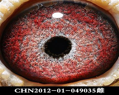 点击查看此商品大图片