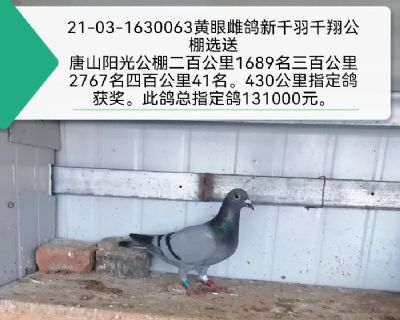 ��ɽ�����İٹ���41��