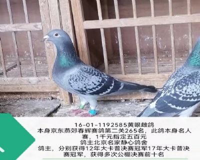 ���ǿ��վ����ھ���������265��