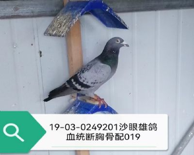 ���ع���019