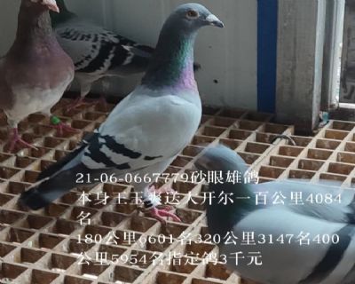 ����ˬ�󿪶�������