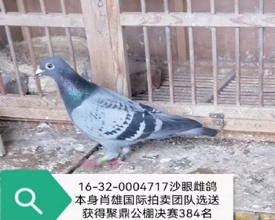 �۶��������384��Ф�۹��������Ŷ���