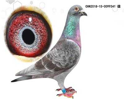 杰夫凡温克卡普专线