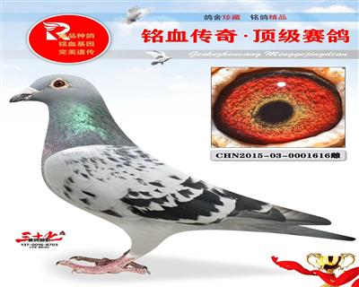 信鸽在线拍卖平台 - 中国信鸽信息网