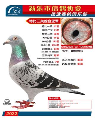 5关鸽王冠军